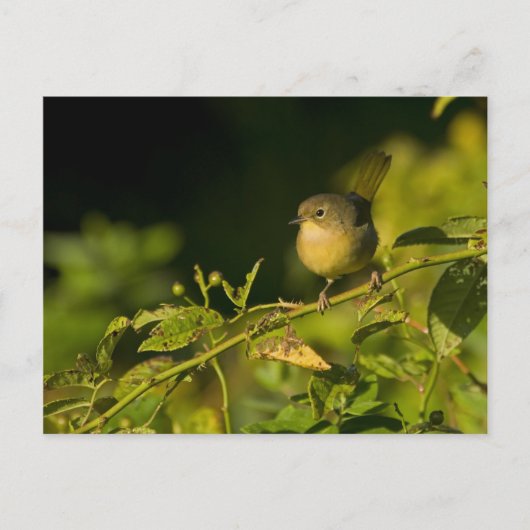 Carte postale à gorge jaune commune (Devant)