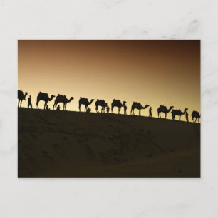 Carte Postale A group of camel herders with their camels