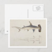 Carte Postale A Hammer-headed Shark, Loheia, formerly attributed (Devant / Derrière)