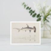 Carte Postale A Hammer-headed Shark, Loheia, formerly attributed (Debout devant)