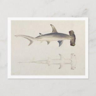 Carte Postale A Hammer-headed Shark, Loheia, formerly attributed