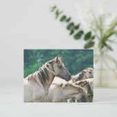 Carte Postale A herd of Brumby Horses from Australie (Debout devant)