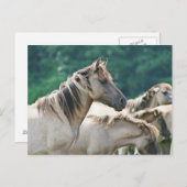 Carte Postale A herd of Brumby Horses from Australie (Devant / Derrière)