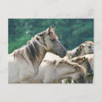 A herd of Brumby Horses from Australie