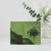 Carte Postale A housefly on a green leaf (Debout devant)