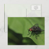 Carte Postale A housefly on a green leaf (Devant / Derrière)