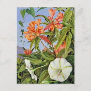 Carte Postale A Javan Rhododendrum et Ipomoea