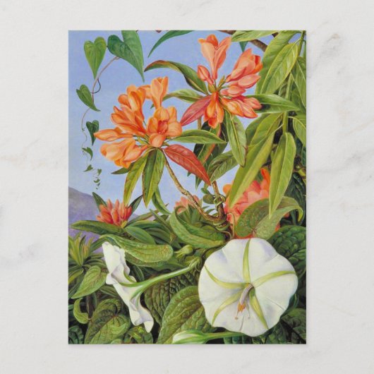 Carte Postale A Javan Rhododendrum et Ipomoea (Devant)