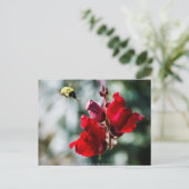 Carte Postale À la recherche de nectar sucré (Debout devant)