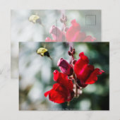 Carte Postale À la recherche de nectar sucré (Devant / Derrière)