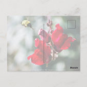 Carte Postale À la recherche de nectar sucré (Dos)