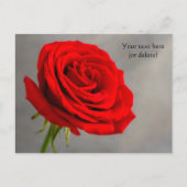 Carte postale à la rose rouge unique (Devant)