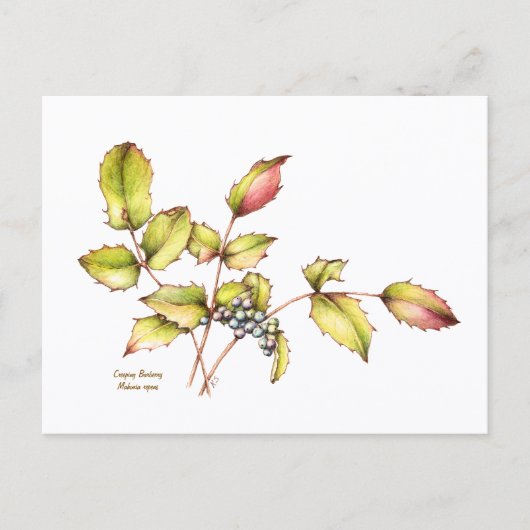 Carte postale à l'aquarelle de l'épine-vinette à f (Devant)