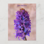 Carte postale à l'hyacinthe bleue (Devant)