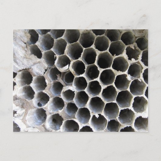 Carte Postale À l'intérieur de la ruche (Devant)