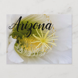 Carte Postale A l'intérieur d'un cactus blanc en fleur, Arizona