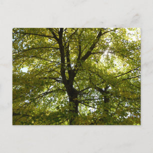 Carte Postale À l'intérieur d'un érable jaune automne