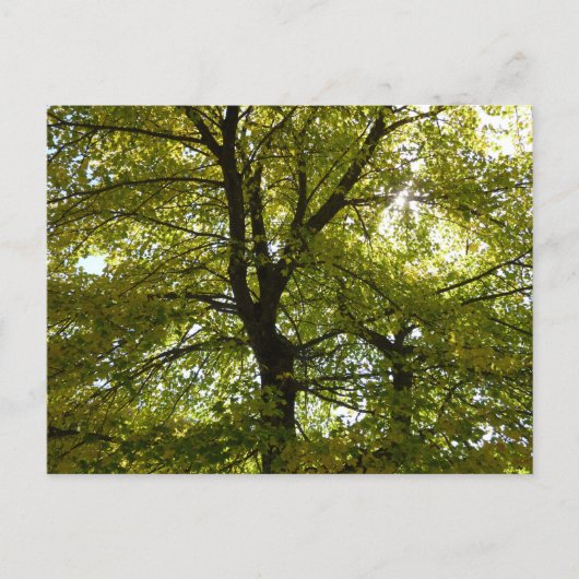 Carte Postale À l'intérieur d'un érable jaune automne (Devant)