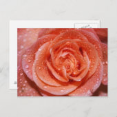 Carte Postale À l'intérieur d'un rose (Devant / Derrière)