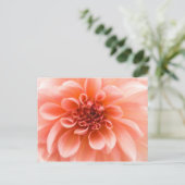 Carte Postale À l'intérieur d'une fleur Dahlia (Debout devant)