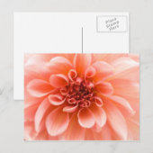 Carte Postale À l'intérieur d'une fleur Dahlia (Devant / Derrière)