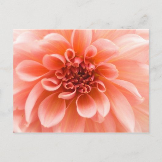 Carte Postale À l'intérieur d'une fleur Dahlia (Devant)