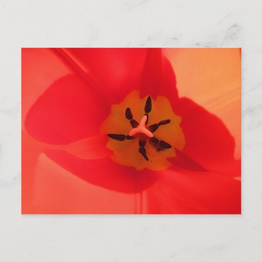 Carte Postale À l'intérieur d'une tulipe (Devant)