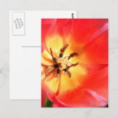 Carte Postale À l'intérieur d'une tulipe (Devant / Derrière)