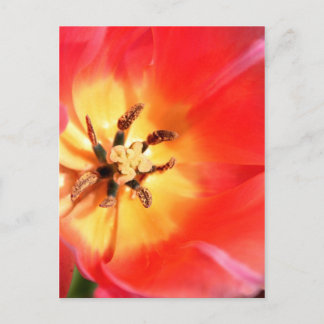 Carte Postale À l'intérieur d'une tulipe