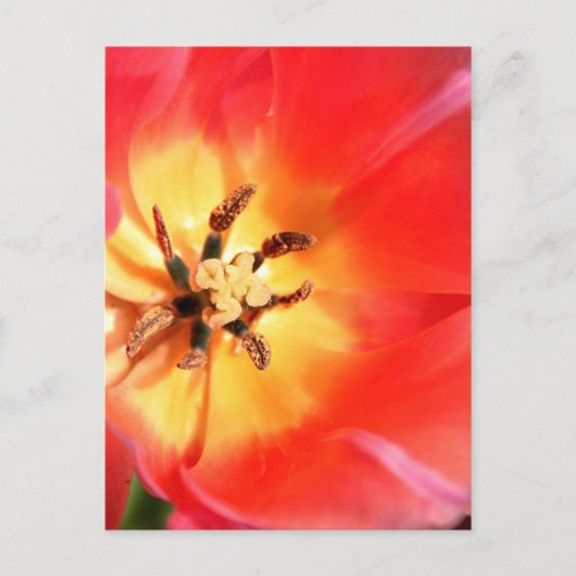 Carte Postale À l'intérieur d'une tulipe (Devant)