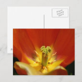 Carte Postale À l'intérieur d'une tulipe (Devant / Derrière)