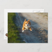 Carte Postale A long haired brown and white chihuahua running (Devant / Derrière)