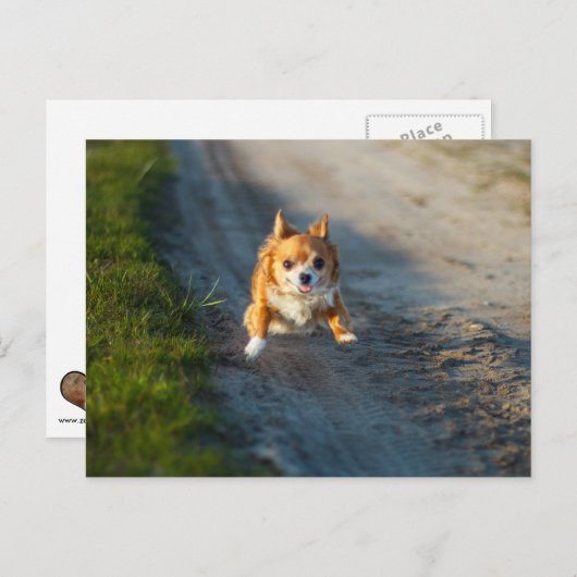 Carte Postale A long haired brown and white chihuahua running (Devant / Derrière)