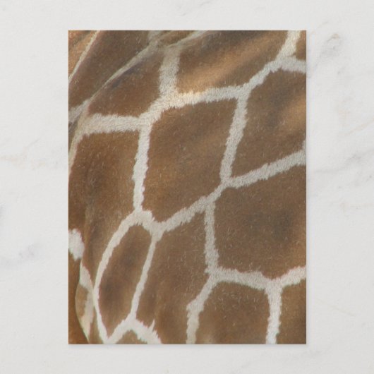Carte postale à motif de girafe (Devant)
