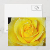 Carte postale à motif de rose jaune unique (Devant / Derrière)