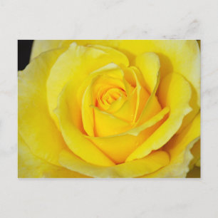 Carte postale à motif de rose jaune unique