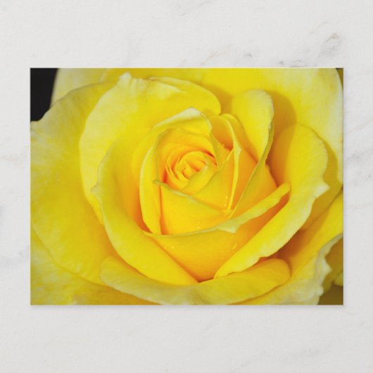Carte postale à motif de rose jaune unique (Devant)