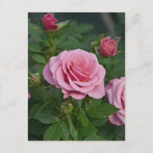 Carte postale à motif de roses roses de printemps