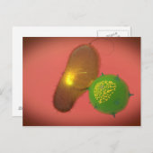 Carte Postale A Natural Killer Cell Injects Toxin (Devant / Derrière)