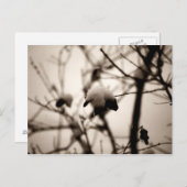 Carte postale à neige en poudre (Devant / Derrière)