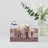 Carte Postale A Polar Bear Mother With Her Cubs in Alaska (Debout devant)