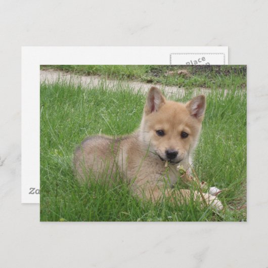 Carte postale à puce (Devant / Derrière)