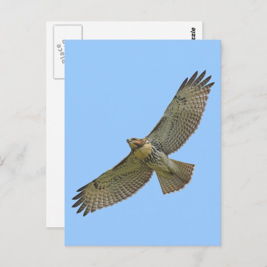 carte postale à queue rouge (Devant / Derrière)