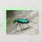 Carte postale à six points de dendroctone du tigre (Devant / Derrière)