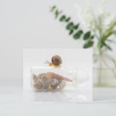 Carte Postale A snail and seashells (Debout devant)