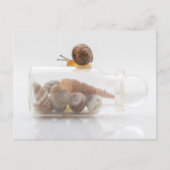 Carte Postale A snail and seashells (Devant)