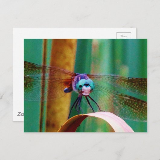Carte Postale A teal Eyed Dragonfly with cattails (Devant / Derrière)