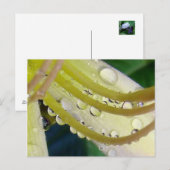 Carte Postale À travers le miroir (Devant / Derrière)