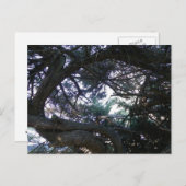 Carte Postale À travers les arbres (Devant / Derrière)