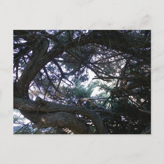 Carte Postale À travers les arbres (Devant)